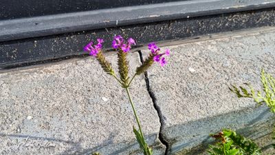 Hoofdjesverbena (Verbena rigida)
