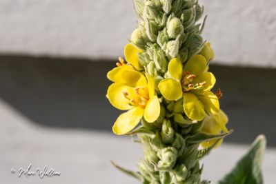 Koningskaars (Verbascum thapsus)