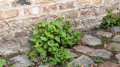 Munt (Mentha)-2051.jpg