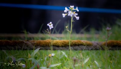 Pinksterbloem (Cardamine pratensis)