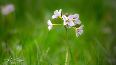 Pinksterbloem (Cardamine pratensis)