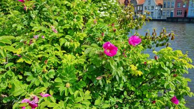 Rimpelroos (Rosa rugosa)