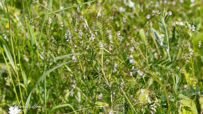 Ringelwikke (Vicia hirsuta)