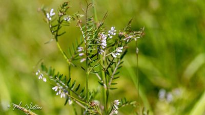 Ringelwikke (Vicia hirsuta)