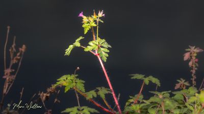 Robertskruid (Geranium robertianum)