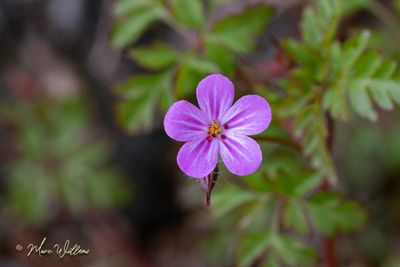 Robertskruid (Geranium robertianum) - bloei