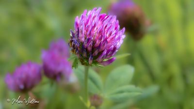 Rode klaver (Trifolium pratense)