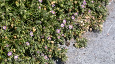 Rode schijnspurrie (Spergularia rubra)