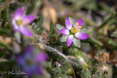 Rode schijnspurrie (Spergularia rubra)
