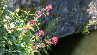 Rode spoorbloem (Centranthus ruber)