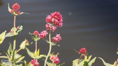 Rode spoorbloem (Centranthus ruber)