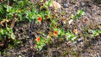 Rood guichelheil (Anagallis arvensis s. arvensis)