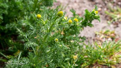 Schijfkamille (Matricaria discoidea)