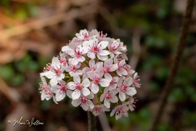 Schildblad (Darmera peltata)