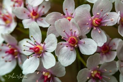 Schildblad (Darmera peltata)