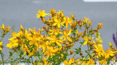 Sint-janskruid (Hypericum perforatum)