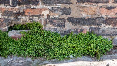 Slaapkamergeluk (Soleirolia soleirolii)