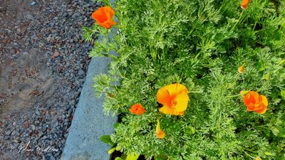 Slaapmutsje (Eschscholzia californica)