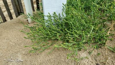 Smal vlieszaad (Corispermum pallasii)