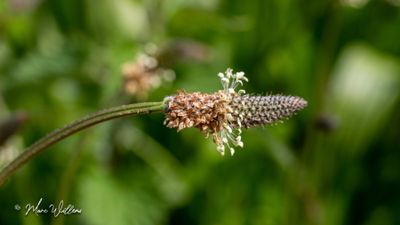 Smalle weegbree (Plantago lanceolata)