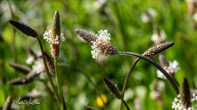Smalle weegbree (Plantago lanceolata)