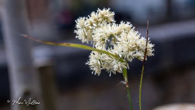 Sneeuwwitte veldbies (Luzula nivea)