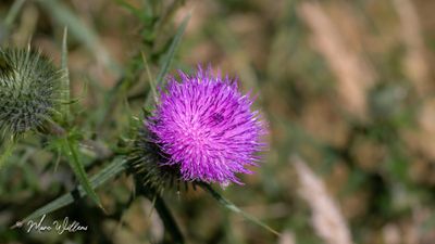 Speerdistel (Cirsium vulgare)