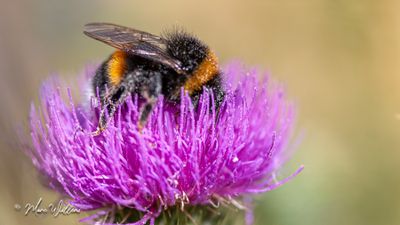 Speerdistel (Cirsium vulgare)