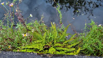 Steenbreekvaren (Asplenium trichomanes)