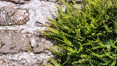 steenbreekvaren (Asplenium trichomanes)