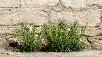 Steenkruidkers (Lepidium ruderale)