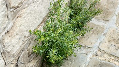 Steenkruidkers (Lepidium ruderale)