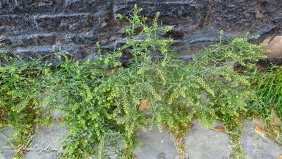 Steenkruidkers (Lepidium ruderale)