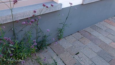 Stijf ijzerhard (Verbena bonariensis)