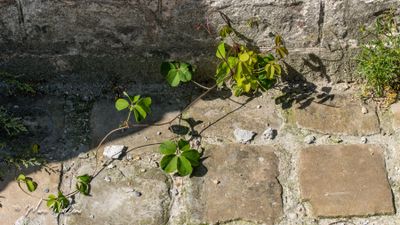 Stijve klaverzuring (Oxalis stricta)