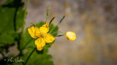 Stinkende gouwe (Chelidonium majus)