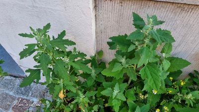 Stippelganzenvoet (Chenopodium ficifolium)