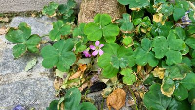 Stippelklaverzuring (Oxalis debilis)