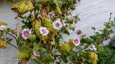 Stokroos (Alcea rosea, synoniem- Althaea rosea)