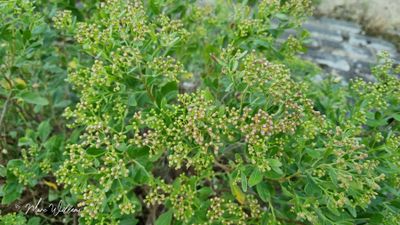 Struikaster (Baccharis halimifolia)