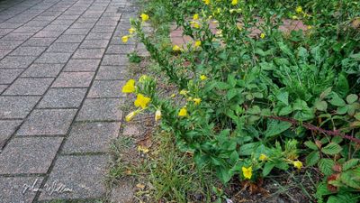 Teunisbloem (Oenothera)