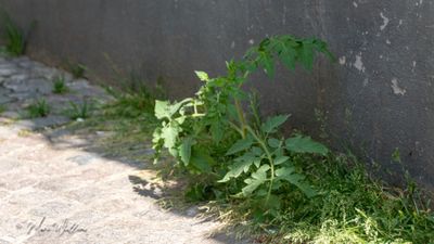 Tomatenplant (Solanum lycopersicum, synoniem: Lycopersicon esculentum)