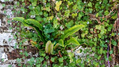 Tongvaren (Asplenium scolopendrium, synoniem- Phyllitis scolopendrium)