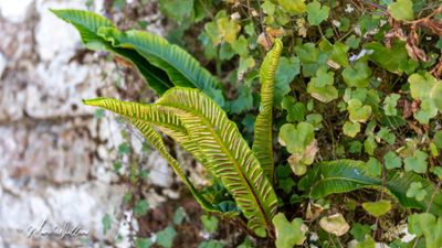 Tongvaren (Asplenium scolopendrium, synoniem- Phyllitis scolopendrium)