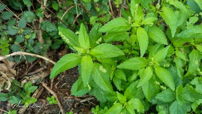 Tuinbingelkruid (Mercurialis annua)