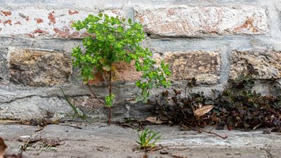 Tuinwolfsmelk (Euphorbia peplus)