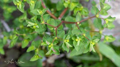 Tuinwolfsmelk (Euphorbia peplus)