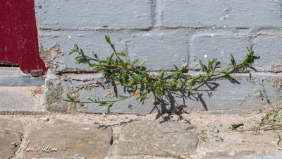 Varkensgras (Polygonum aviculare)