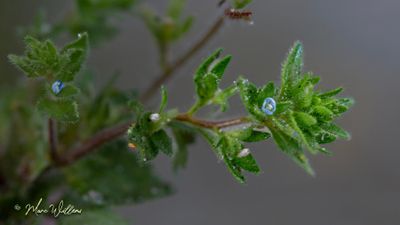 Veldereprijs (Veronica arvensis)