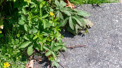 Vijfvingerkruid (Potentilla reptans)